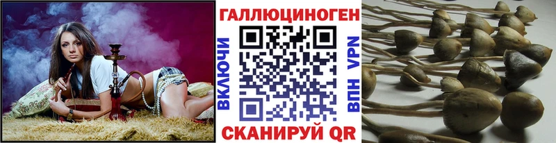 Галлюциногенные грибы Psilocybe  Бежецк 
